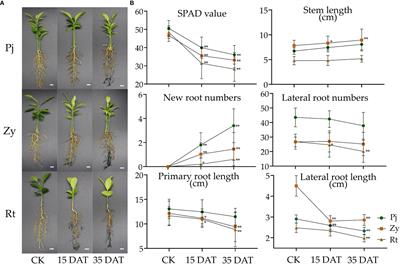 Transcriptome sequencing analyses uncover mechanisms of citrus rootstock seedlings under waterlogging stress